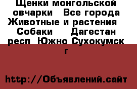 Щенки монгольской овчарки - Все города Животные и растения » Собаки   . Дагестан респ.,Южно-Сухокумск г.